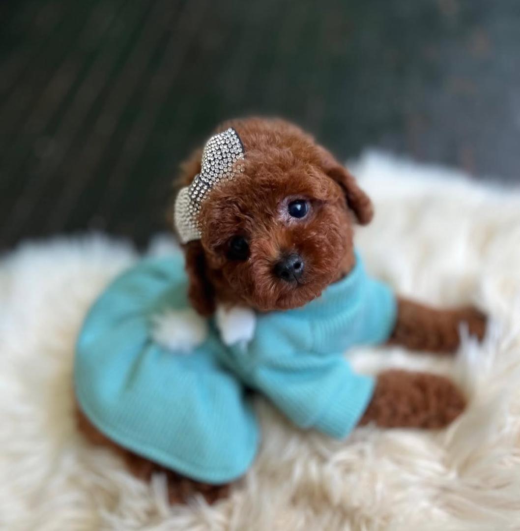 WhatsApp Image 2025-12-02 at 06.27.37_a071a784