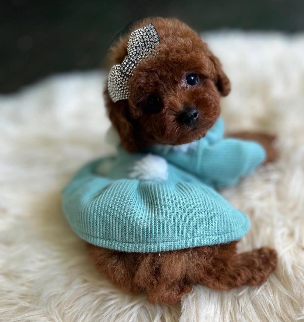 WhatsApp Image 2025-12-02 at 06.27.37_fc8549a3