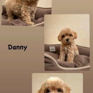 Danny