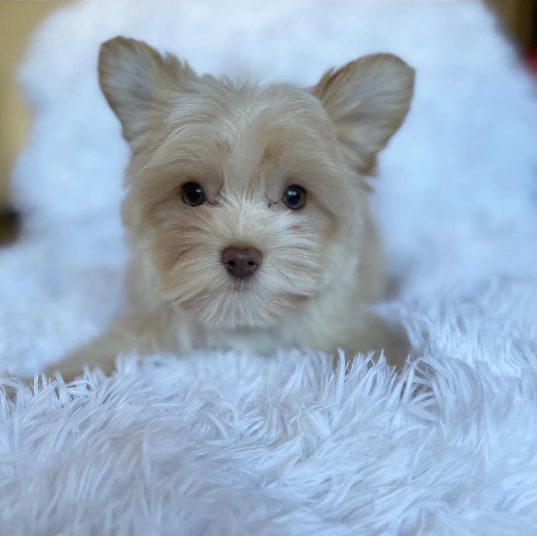 WhatsApp Image 2025-12-02 at 06.27.46_a90f69d5