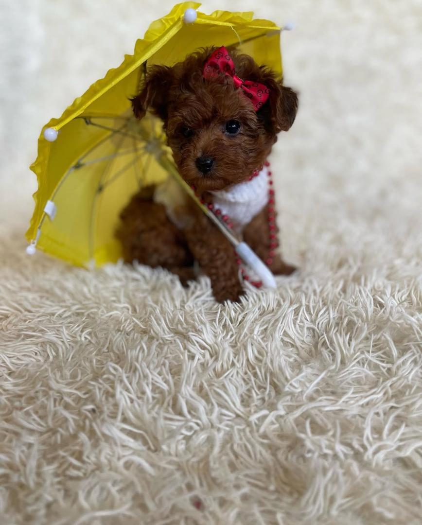 WhatsApp Image 2025-12-02 at 06.27.47_7f151223