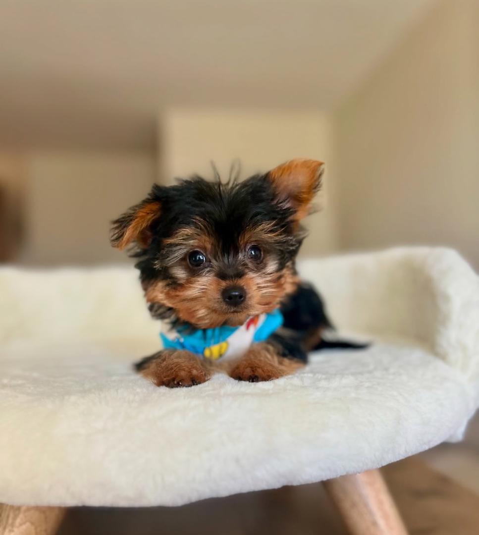 WhatsApp Image 2025-12-02 at 06.27.48_a81d4369