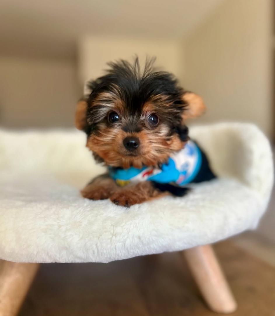 WhatsApp Image 2025-12-02 at 06.27.49_77d522ef