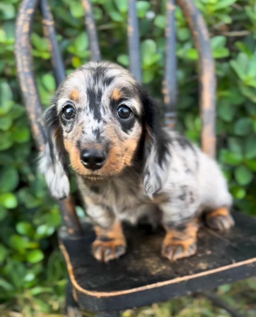 WhatsApp Image 2025-12-02 at 06.27.50_8a918eb4