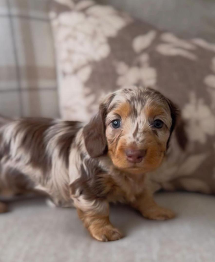 WhatsApp Image 2025-12-02 at 06.27.51_8b246daf