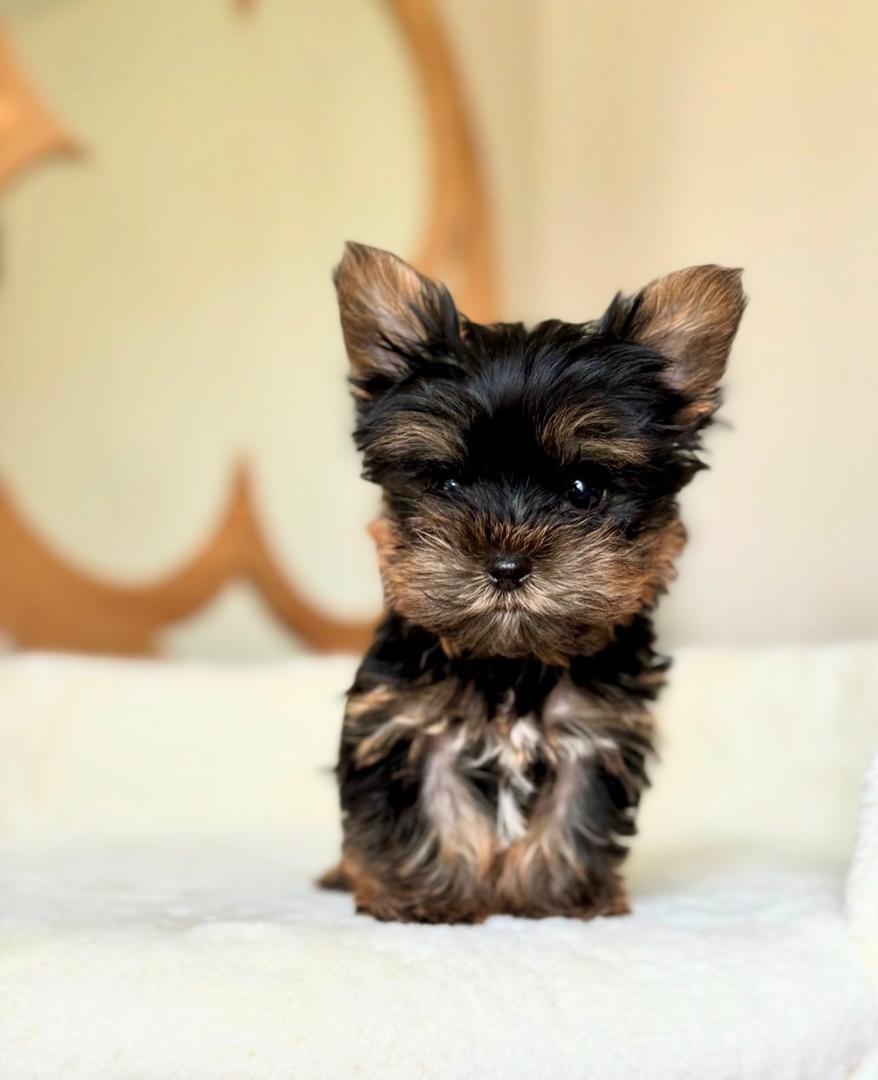 WhatsApp Image 2025-12-02 at 06.27.54_16e13e35