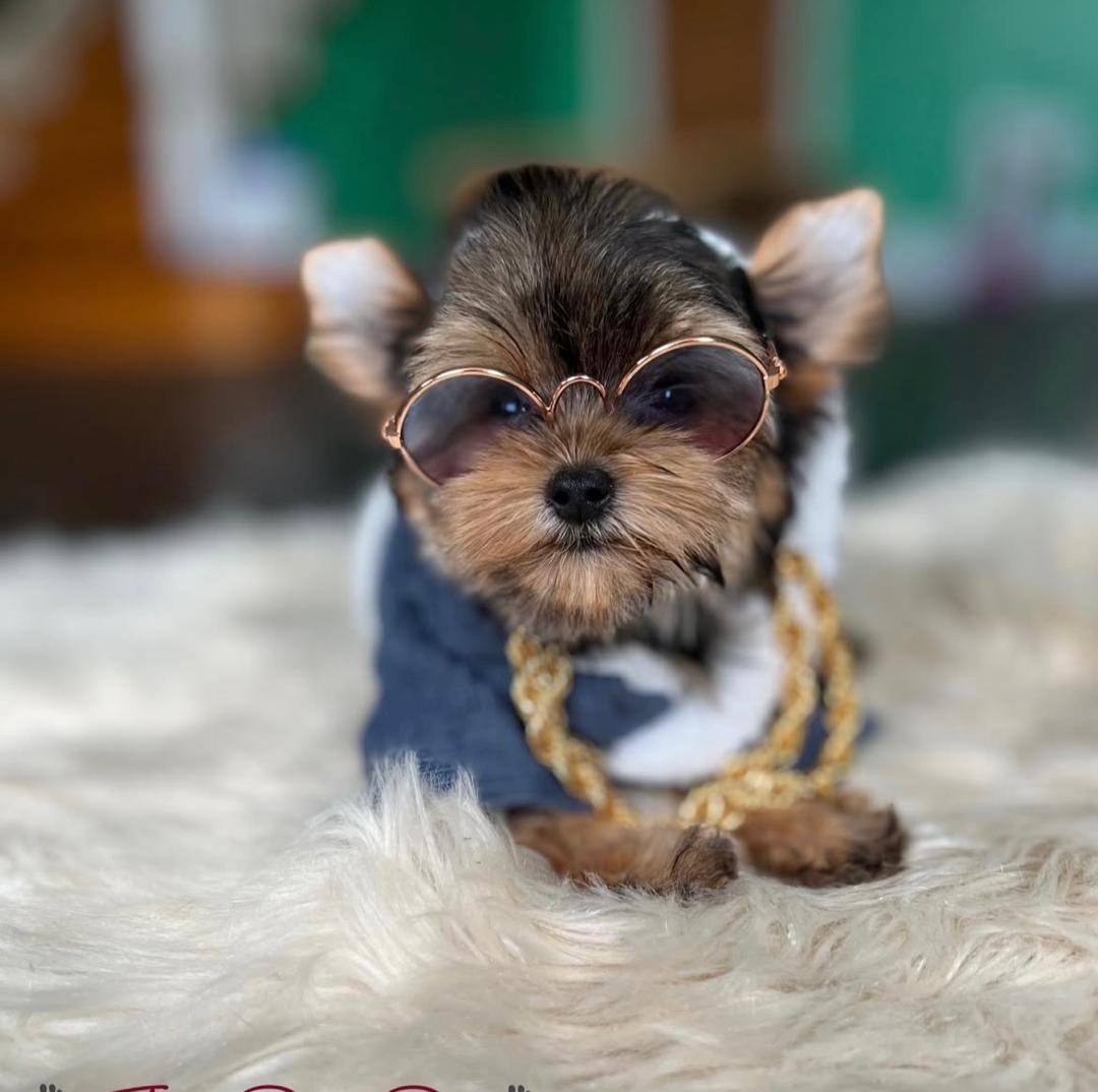 WhatsApp Image 2025-12-02 at 15.27.36