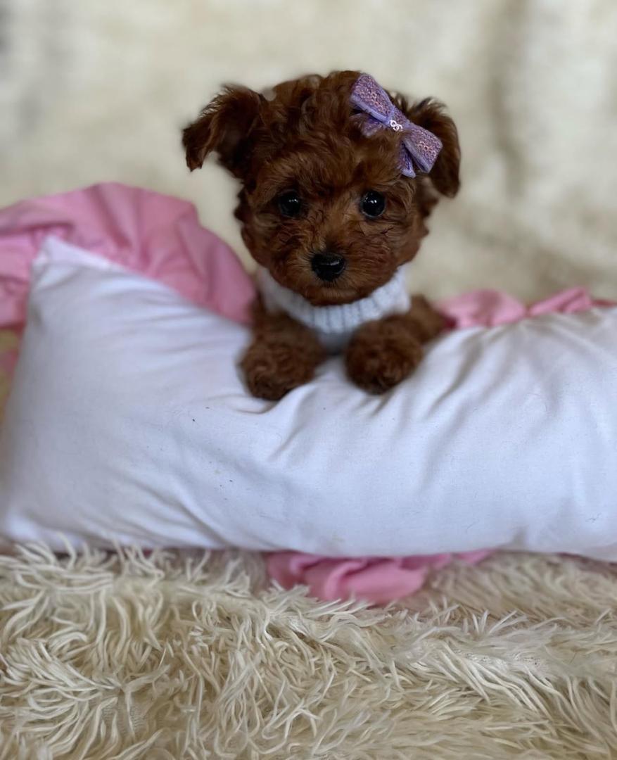 WhatsApp Image 2025-12-07 at 13.14.22 (1)