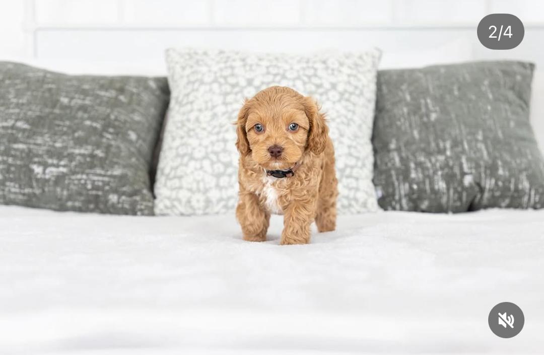 WhatsApp Image 2025-12-07 at 13.15.17 (1)