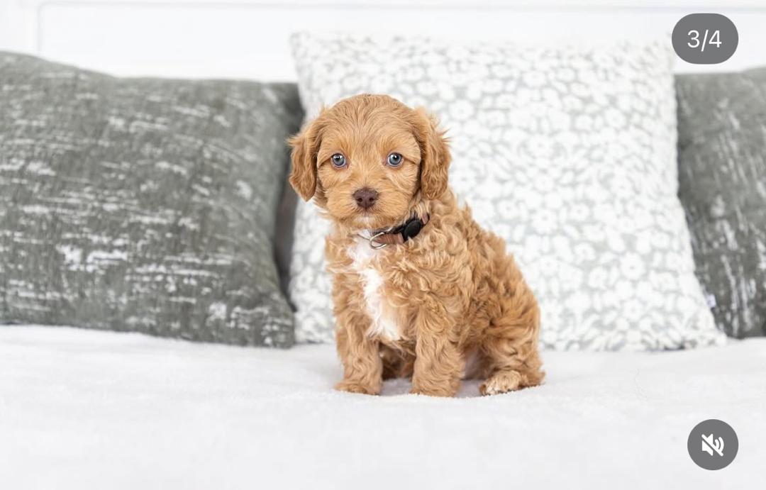 WhatsApp Image 2025-12-07 at 13.15.17 (2)