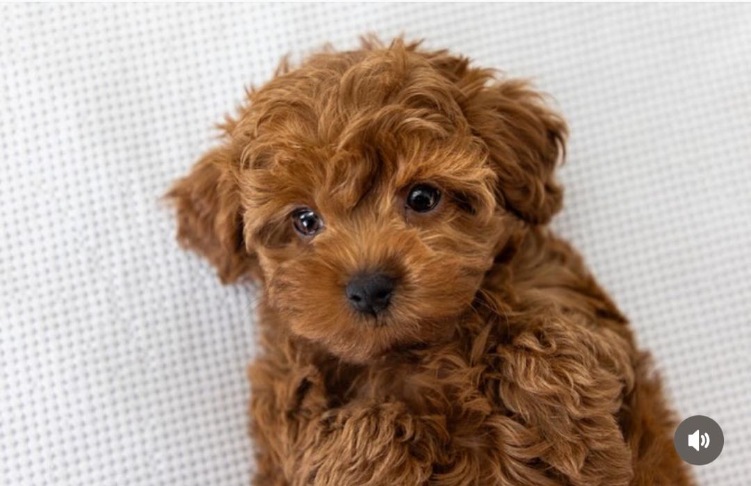 WhatsApp Image 2025-12-07 at 13.16.25 (1)