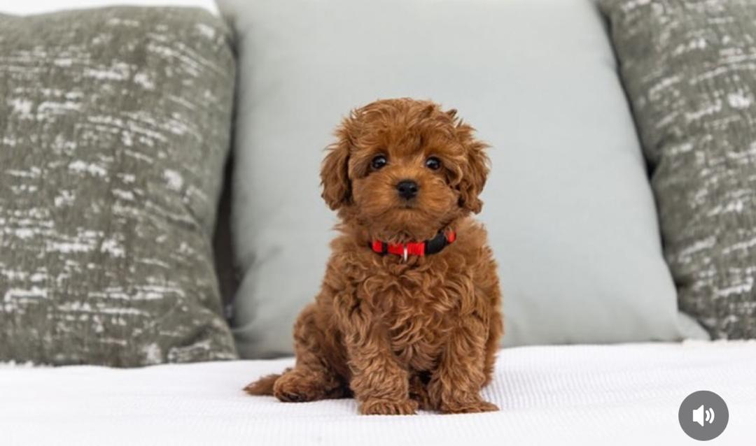 WhatsApp Image 2025-12-07 at 13.16.25