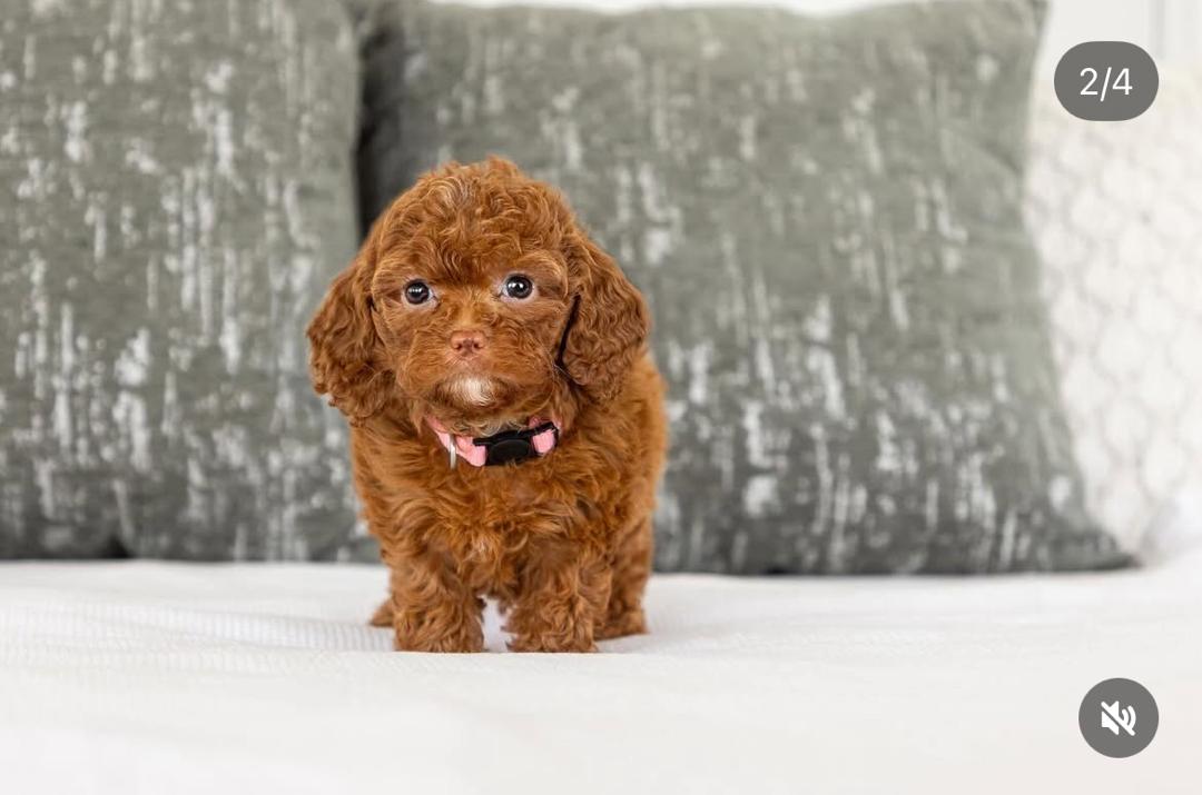 WhatsApp Image 2025-12-07 at 13.18.32 (1)