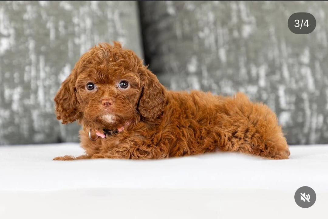 WhatsApp Image 2025-12-07 at 13.18.32