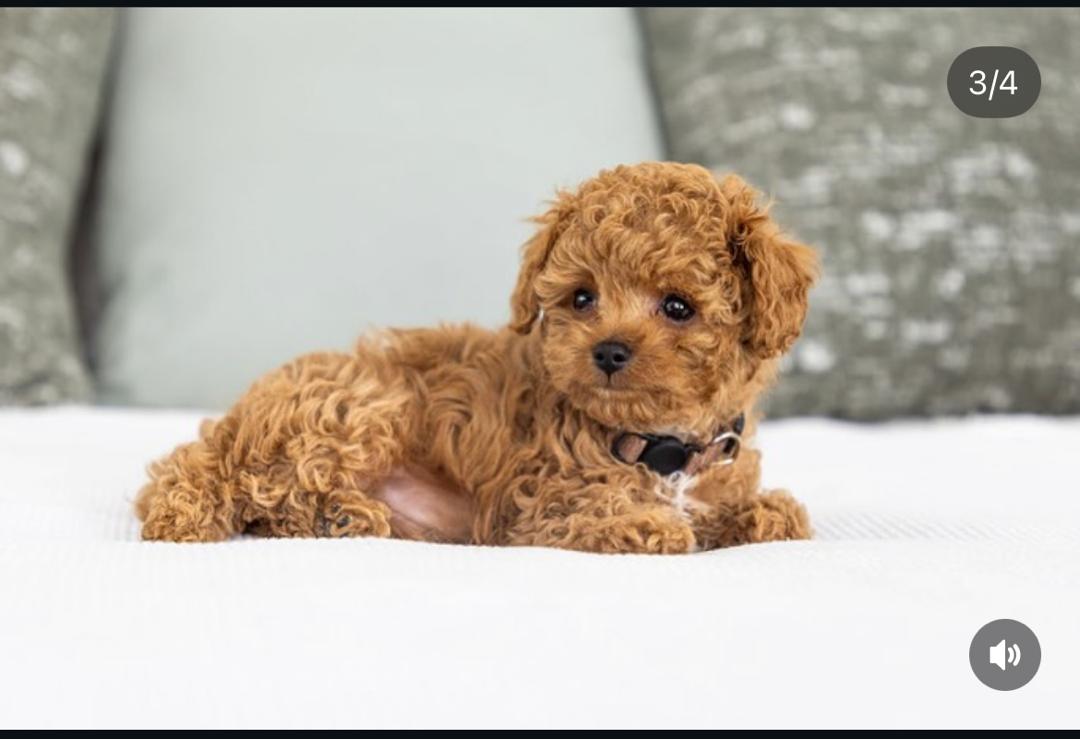 WhatsApp Image 2025-12-07 at 13.19.28 (1)