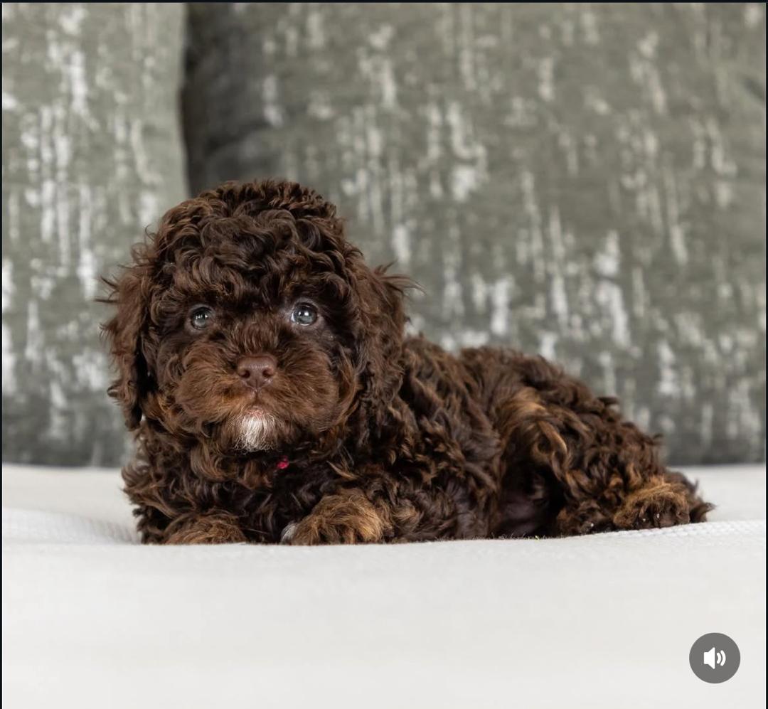 WhatsApp Image 2025-12-07 at 13.21.12