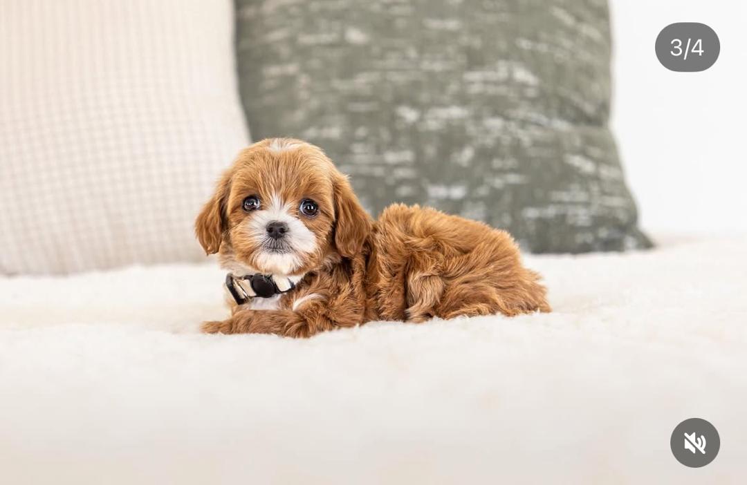 WhatsApp Image 2025-12-07 at 13.22.02