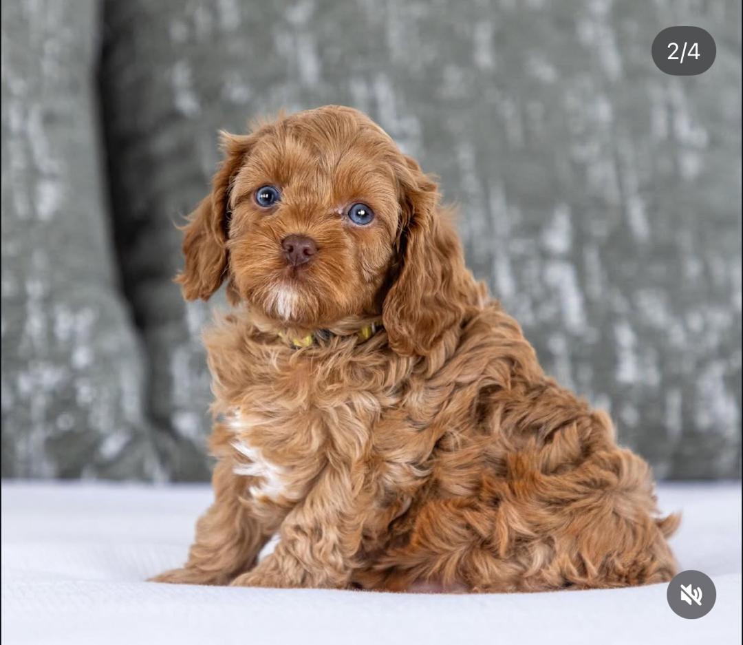 WhatsApp Image 2025-12-07 at 13.23.34 (1)