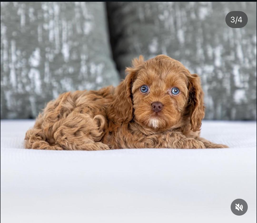 WhatsApp Image 2025-12-07 at 13.23.35