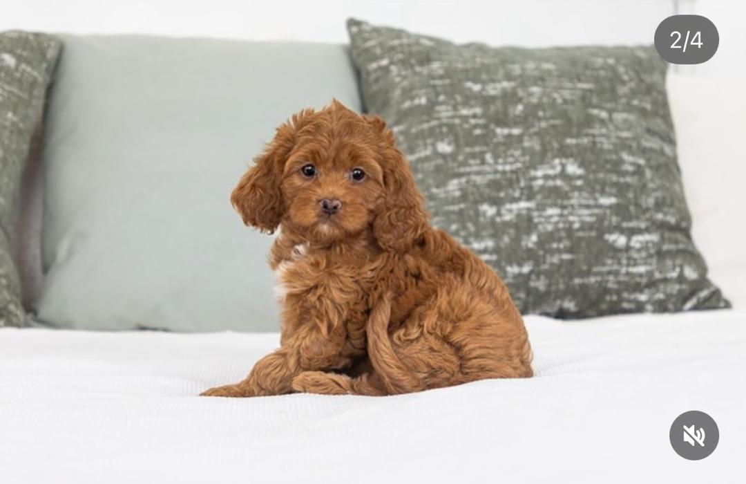 WhatsApp Image 2025-12-07 at 13.25.09