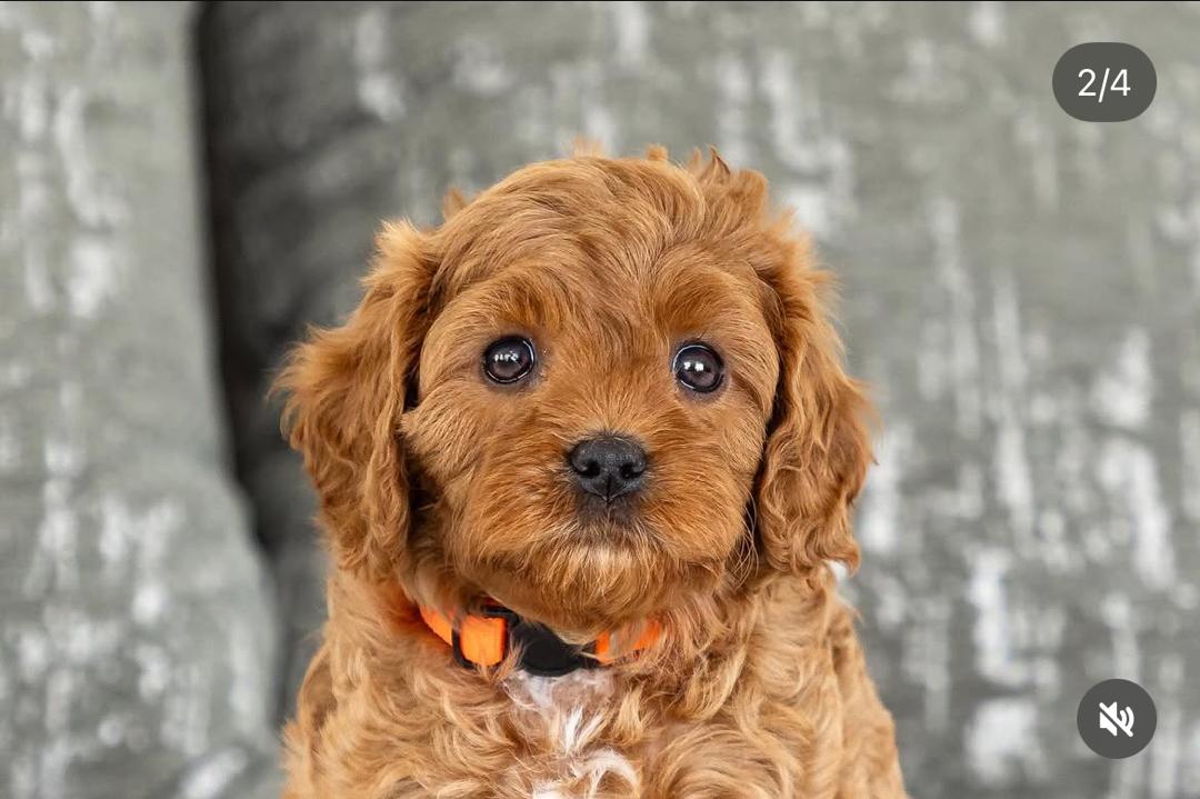 WhatsApp Image 2025-12-07 at 13.27.39 (1)