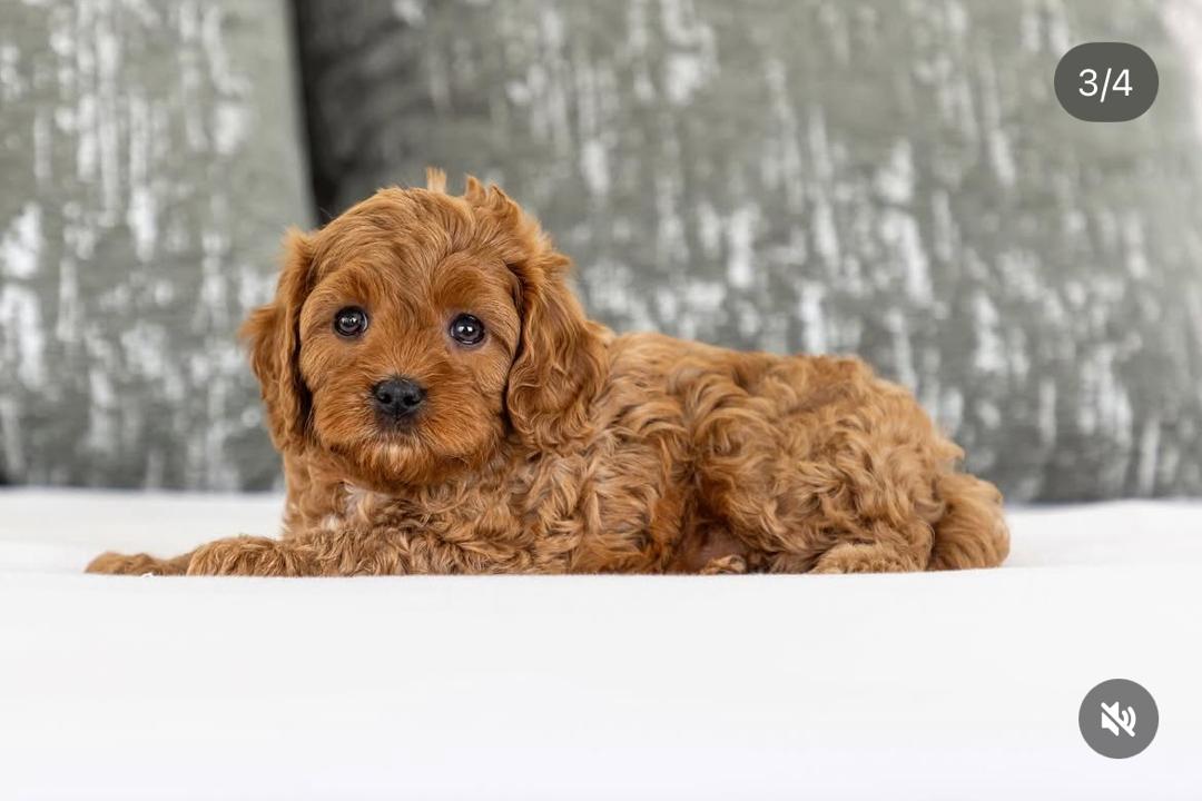 WhatsApp Image 2025-12-07 at 13.27.40