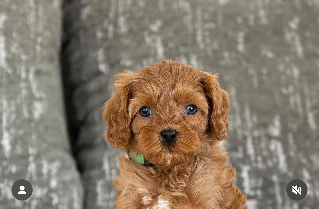 WhatsApp Image 2025-12-07 at 13.31.06