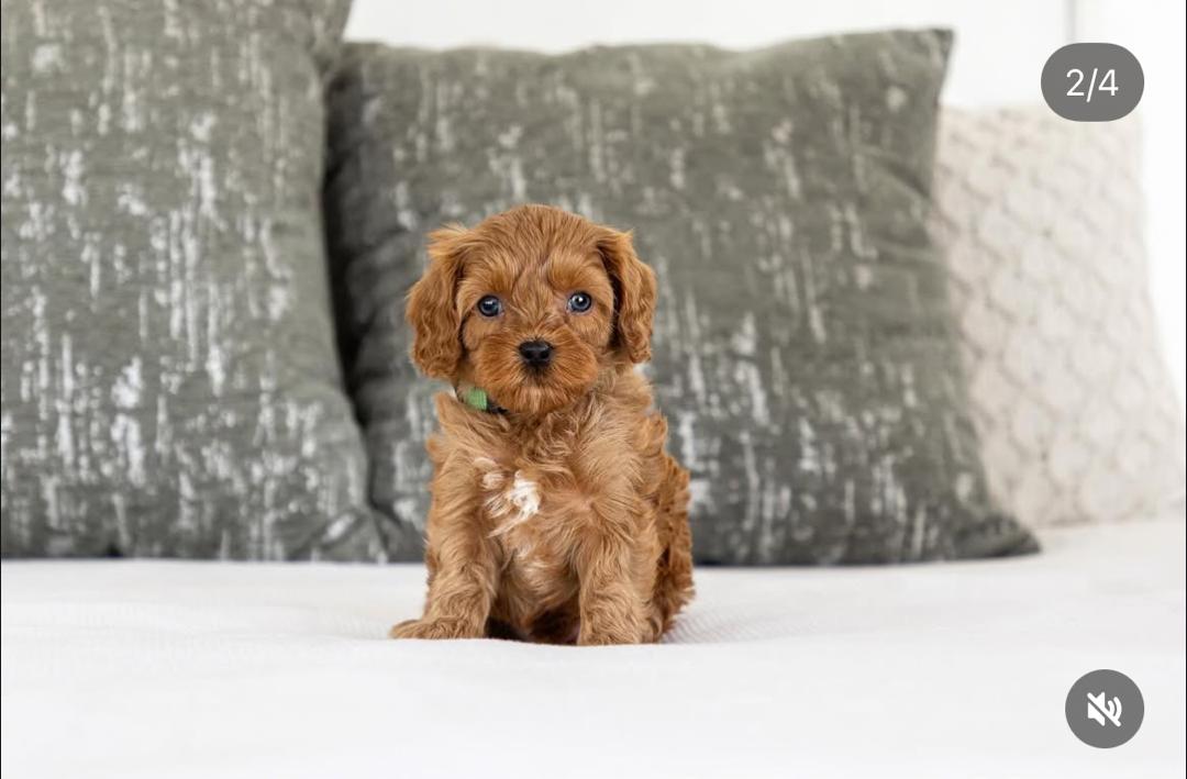 WhatsApp Image 2025-12-07 at 13.31.07