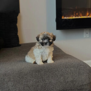 Teddy