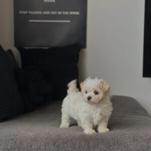 Milo