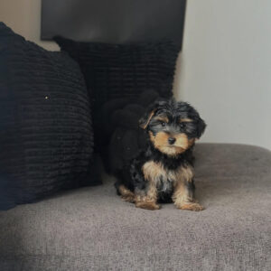 Stella