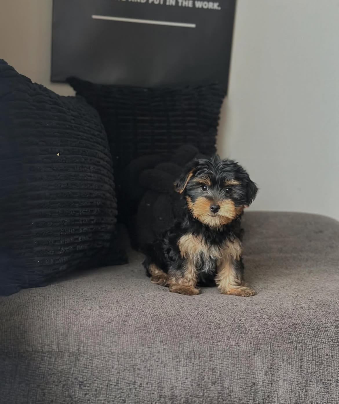 Stella