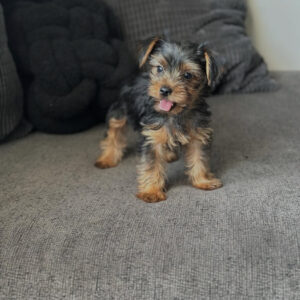 Cooper