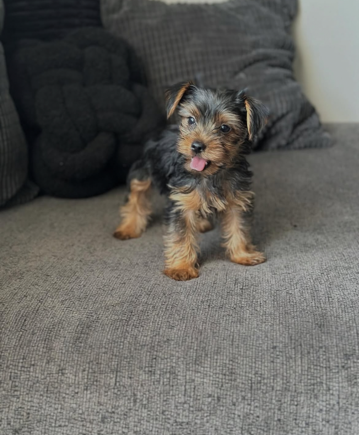 Cooper