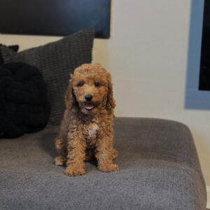 Tucker
