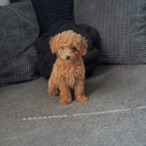 Willow