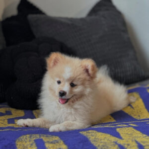 Sadie