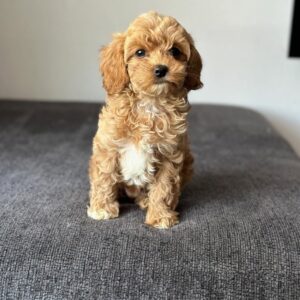 Bailey