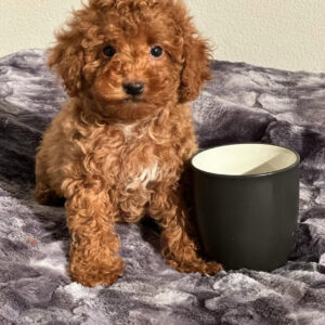 Coco