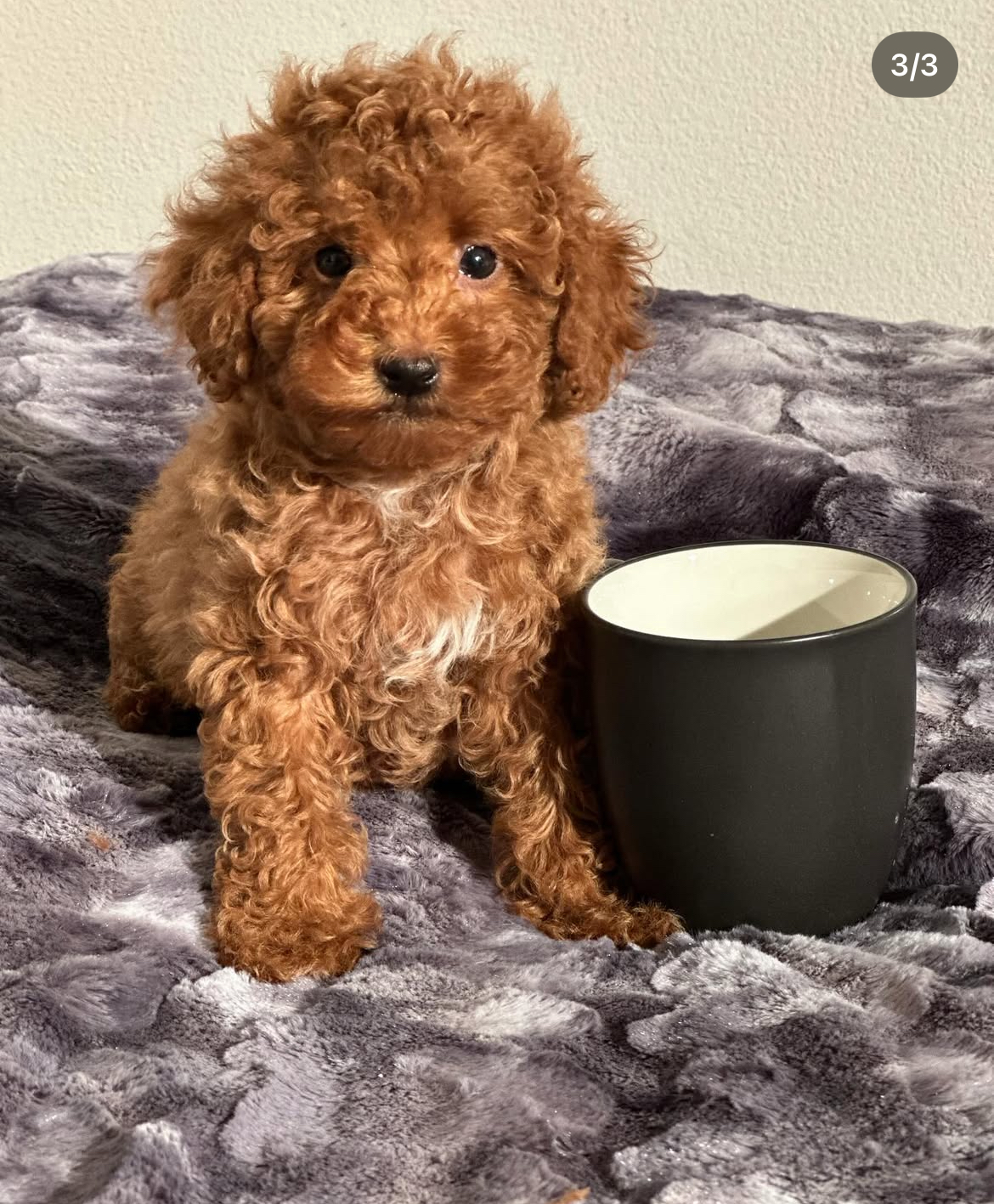 Coco