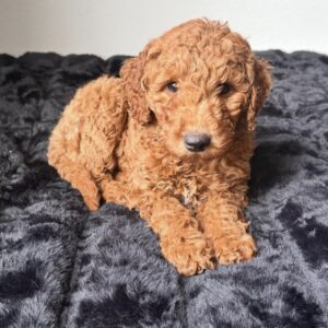 Roxy