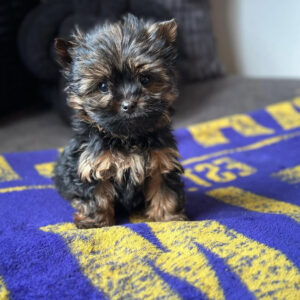 Charlie