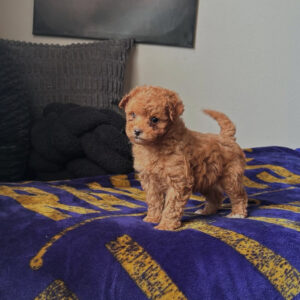 Maxy