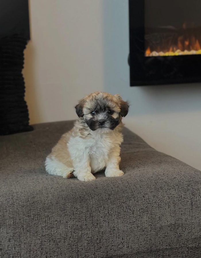 Teddy