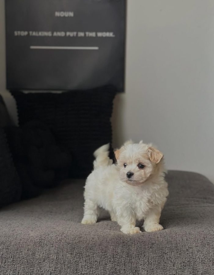 Milo