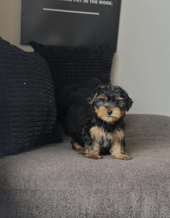 Stella