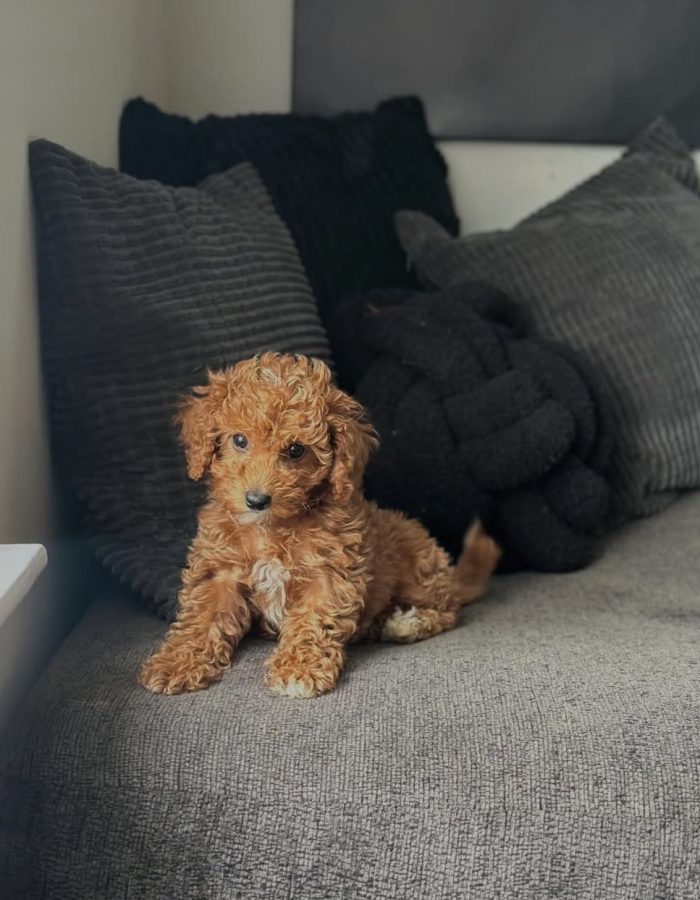 Lola