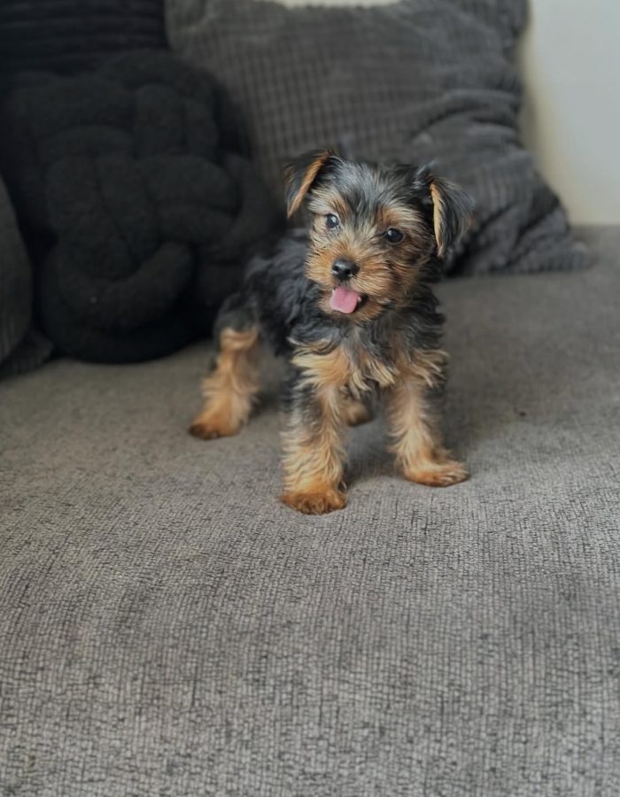 Cooper