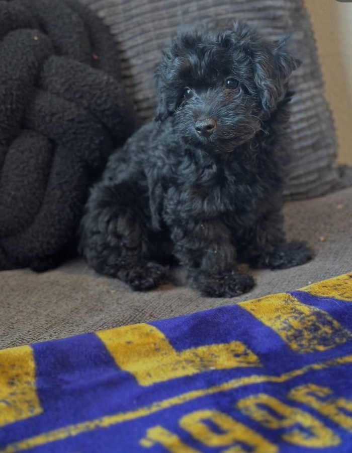 Luna