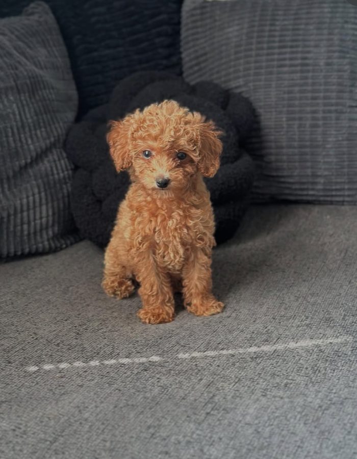 Willow